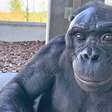Morre Kanzi, bonobo que sabia jogar Minecraft, aos 44 anos