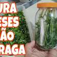 Como conservar cheiro verde na geladeira sem murchar ou ressecar