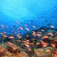 Sonhar com peixe: o que significa