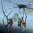 'The Last of Us' já está acontecendo no mundo animal e as últimas espécies a sofrer com isso são as "aranhas das cavernas"