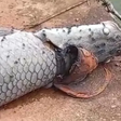 Pirarucu é encontrado morto com boné preso ao corpo em lago de Goiás; veja