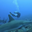 Tubarão em risco de extinção é visto no mar de Ipanema, no Rio de Janeiro; veja vídeo