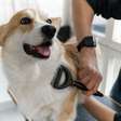 7 causas da queda de pelos em cachorros e gatos