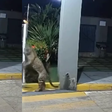 Onça-pintada é vista caminhando pelas ruas de Imperatriz, no Maranhão