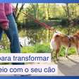 Dicas para transformar passeios com seu cão em aventuras memoráveis