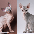 7 diferenças entre os gatos das raças sphynx e peterbald