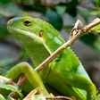 Por anos, era um mistério saber como iguanas atravessaram o Pacíficio; agora, a ciência tem a resposta