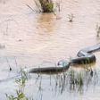 Engenheiro é surpreendido com aparição de sucuri no Mato Grosso do Sul