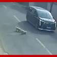 Cães trabalham juntos e salvam cachorrinho atropelado por carro na China