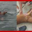 Homem pula de balsa no mar e resgata cachorro que estava à deriva no litoral de SP