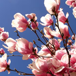 Magnólias: a flor ancestral que atravessou eras e floresce do Brasil à Ásia