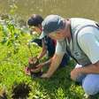 Ipês são plantados na Lagoa Rodrigo de Freitas em ação ambiental com espécies ameaçadas