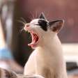 Como limpar cheiro de xixi de gato?
