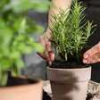 JOÃOBIDU: Plantas para afastar a inveja do seu lar