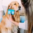 Tosa em cachorro: passo a passo de como aparar os pelos do pet em casa