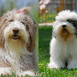 8 diferenças entre as raças bearded collie e old english sheepdog