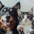Como fazer RG gratuito para cães e gatos