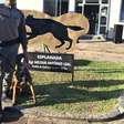 Brigada Militar certifica soldados em curso inédito com foco em detecção de substâncias com cães farejadores