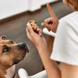 Fique de olho! 5 alimentos que seu pet não pode comer de jeito nenhum