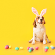 Cachorros podem comer chocolate? Veterinário explica