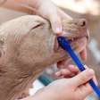 Veterinária explica a importância de escovar os dentes dos cães