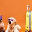 Vai levar seu pet na viagem? Veja algumas dicas