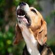 Mudanças na rotina: saiba como reduzir o estresse nos cães