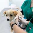 Unidade Móvel de Saúde Animal realiza atendimentos gratuitos nesta quinta; Saiba onde