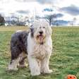 4 características do cachorro da raça old english sheepdog