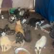 Polícia resgata 97 gatos em esquema de venda ilegal de sangue felino