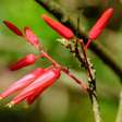 5 benefícios da planta quassia para a saúde e como usá-la