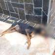 Polícia Civil investiga mortes de cães por envenenamento em Palmeira das Missões