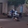 GO: pit bull em 'surto' fere tutor, foge de casa e mata cachorros na rua