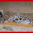 Onça que atacou e matou caseiro é capturada no Pantanal