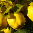 Que fruta pouco conhecida combate a acidez no estômago?