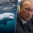 Noruega se perguntava há anos se "baleia espiã" era russa; agora que sabem a resposta, Hollywood já está de olho