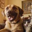 Pets em condomínios: quais são os direitos e deveres dos tutores?