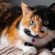 7 curiosidades sobre os gatos tricolores