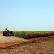 Minas Gerais prevê alta na área de cana em 25/26, mas terá quebra produtiva, diz Siamig