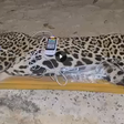 Onça-pintada apontada como responsável por morte de caseiro é capturada; veja o momento