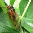 Canto das cigarras ressoa em dias quentes para atrair parceiros