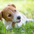 3 dicas para oferecer petiscos aos animais de estimação