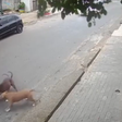 Grávida cai na rua ao tentar proteger cachorro de ataque de cães no litoral de SP; veja vídeo