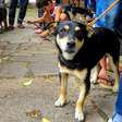 Prefeitura abre inscrições para castração de animais nesta quarta-feira; Confira os locais de atendimento