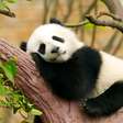 10 curiosidades incríveis sobre os pandas