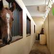 Símbolo da tragédia no RS, cavalo Caramelo vive em universidade e tem fama de 'garanhão'