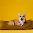 7 tipos de camas para cachorro