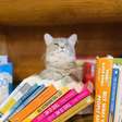 Nesta livraria, você entra para comprar um livro e pode levar um gatinho para casa