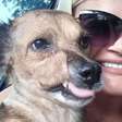 Quer adotar um pet? Protetora dá dicas: "Amor e responsabilidade"