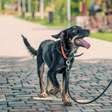 9 motivos para manter o cão na coleira e guia em passeios